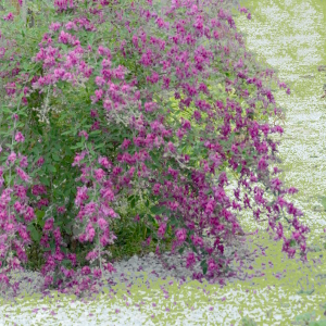 lespedeza thunbergii arbusto ricadente