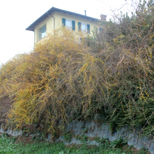lespedeza thunbergii arbusto ricadente