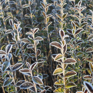 POR ligustrum ovalifolium 02
