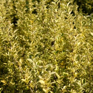 POR ligustrum ovalifolium aureum 01