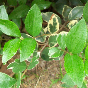 POR ligustrum texanum variegatum 01