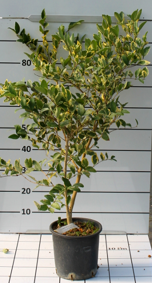 PORV ligustrum texanum variegatum t20