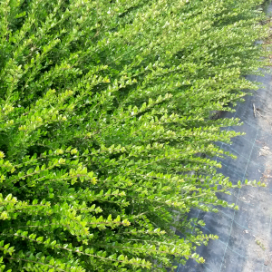 lonicera nitida verde 01