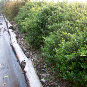 lonicera nitida verde 02