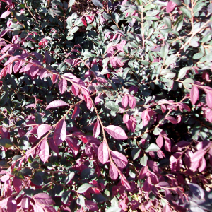 loropetalum chinense fire dance 03