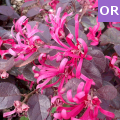 Loropetalum chinense fire dance