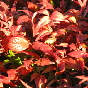 POR nandina domestica fire power 04