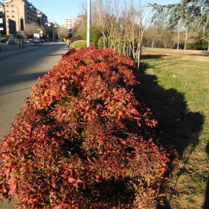 POR nandina domestica fire power 05