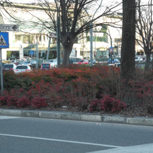 POR nandina domestica fire power 06