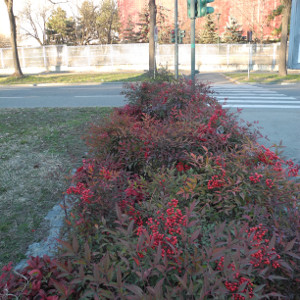 POR nandina domestica 01