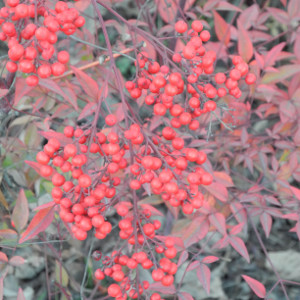 POR nandina domestica 02