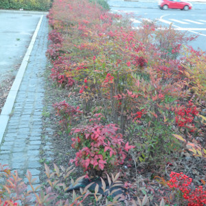 POR nandina domestica 03