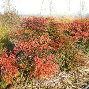 POR nandina domestica 05