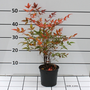 PORV nandina domestica t15