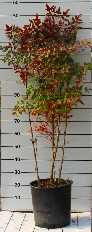 PORV nandina domestica t30