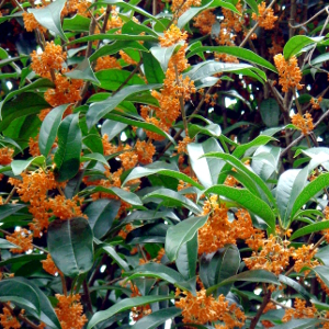osmanthus fragrans aurantiacus arbusto da fiore
