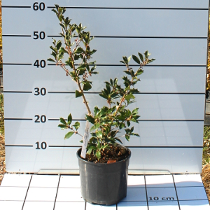 PORV osmanthus ilicifolia purpurea 1t15