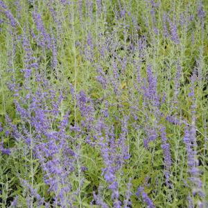POR perovskia atriplicifolia 02
