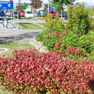 POR photinia fraseri nana compatta 01