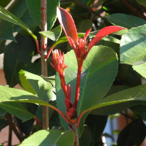 POR photinia fraseri red robin 02