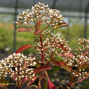 POR photinia fraseri red robin 05