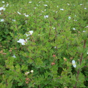 POR potentilla fruticosa abbotswood 01