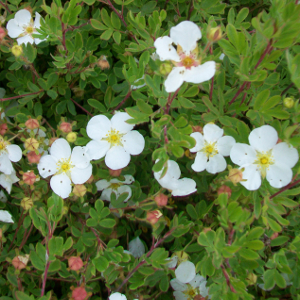 POR potentilla fruticosa abbotswood 02