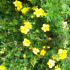 POR potentilla fruticosa goldfinger 01