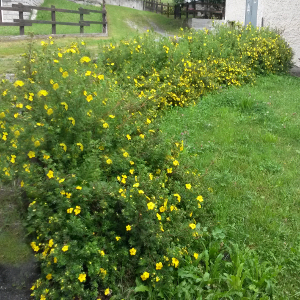 POR potentilla fruticosa goldfinger 03