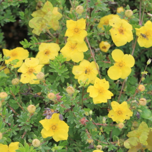 POR potentilla fruticosa kobold 01