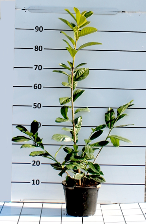 PORV prunus laurocerasus novita t19