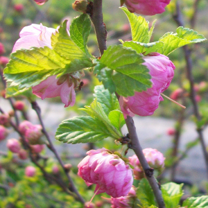 POR prunus triloba 01