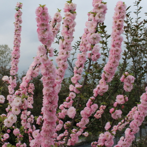 POR prunus triloba 03