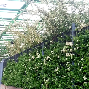 pyracantha coccinea orange glow arbusto spinoso da siepe