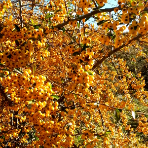 pyracantha coccinea soleil dor arbusto per siepe contenute