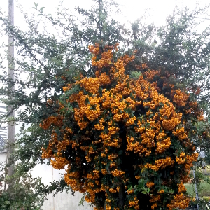 pyracantha coccinea soleil dor arbusto per siepi contenute
