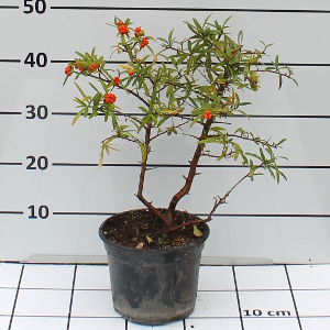 PORV pyracantha navaho t15