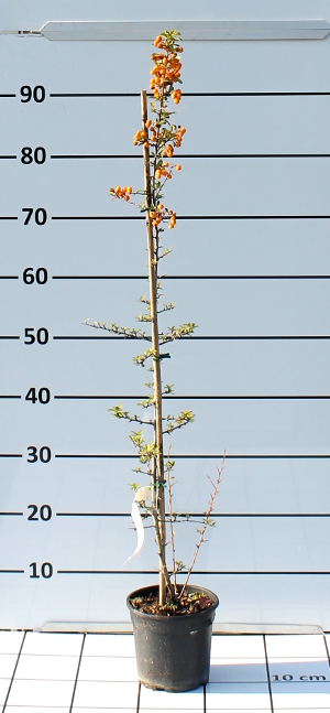 PORV pyracantha teton t15