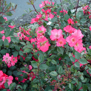 rosa polyantha douceur normande 01