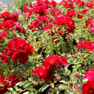 rosa polyantha la sevillana 01