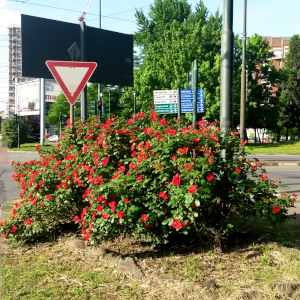 rosa polyantha la sevillana 03