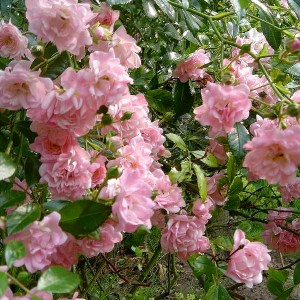 rosa polyantha the fairy rosa 01