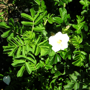 rosa rugosa 02