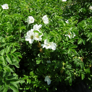 rosa rugosa 03