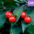 Ruscus hypoglossum