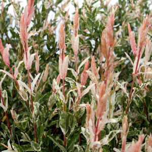 POR salix integra hakuro nisiki 01