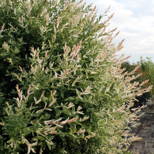 POR salix integra hakuro nisiki 02
