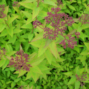 spiraea bumalda antony waterer arbusto da fiore