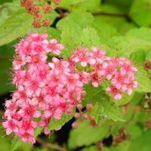 spiraea bumalda antony waterer arbusto da fiore