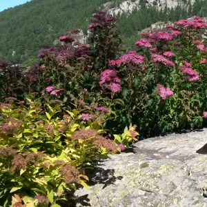 spiraea bumalda antony waterer arbusto da fiore